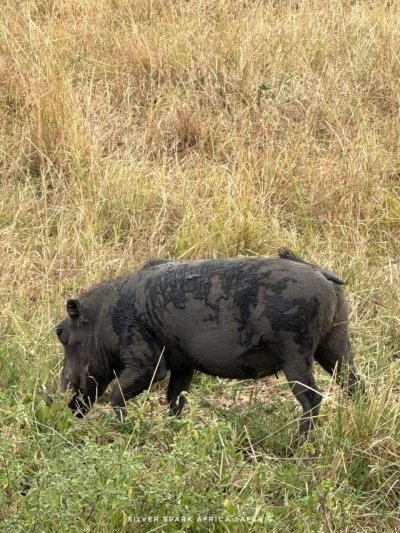 7 Day Nairobi city Naivasha, Mt Longonot, Elementaita Amboseli NP