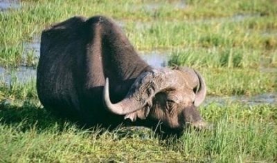 Maasai Mara and Nakuru Budget Camping Safari