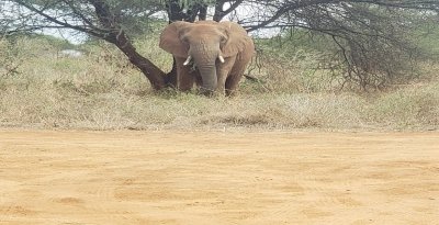 Best 2-Day Safari: Arusha National Park & Lake Manyara Adventure