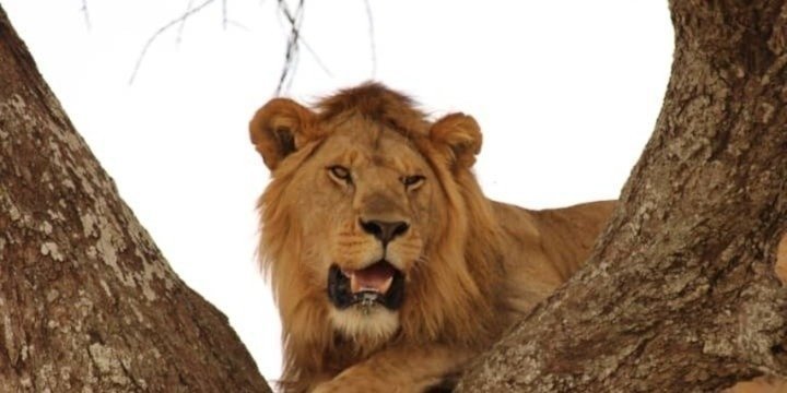 Best 2-Day Safari: Arusha National Park & Lake Manyara Adventure