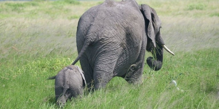 6-Day Maasai Mara, Lake Naivasha, Amboseli National Park