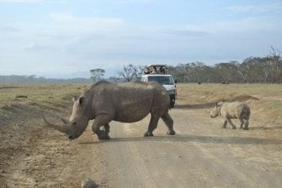 Amboseli, Nakuru & Maasai Mara Budget Camping Safari