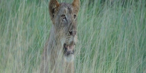 Best Arusha & Ngorongoro Safari | Unforgettable Wildlife Tour