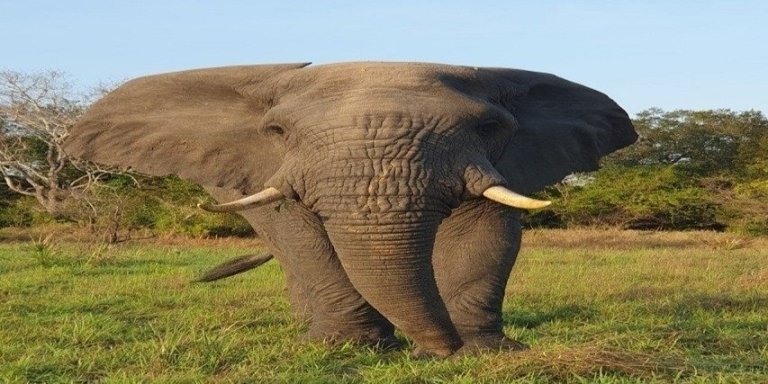 Lake Manyara & Ngorongoro Crater Safari | Wildlife Adventure