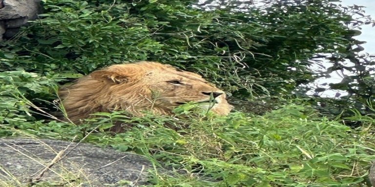 Unique Wildlife Experience in Tanzania  Arusha & Tarangire Safari