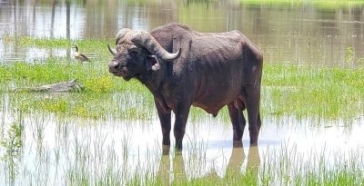 Unique Wildlife Experience in Tanzania  Arusha & Tarangire Safari