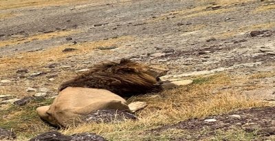 Unforgettable Wildlife Adventure  Tarangire & Lake Manyara Safari