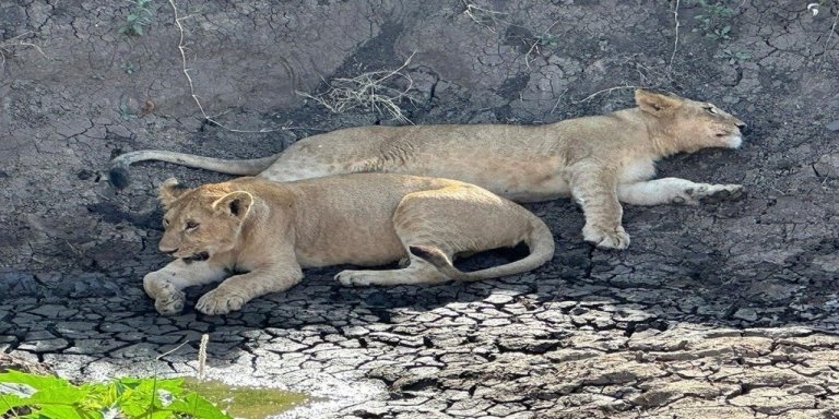 Unforgettable Wildlife Adventure  Tarangire & Lake Manyara Safari