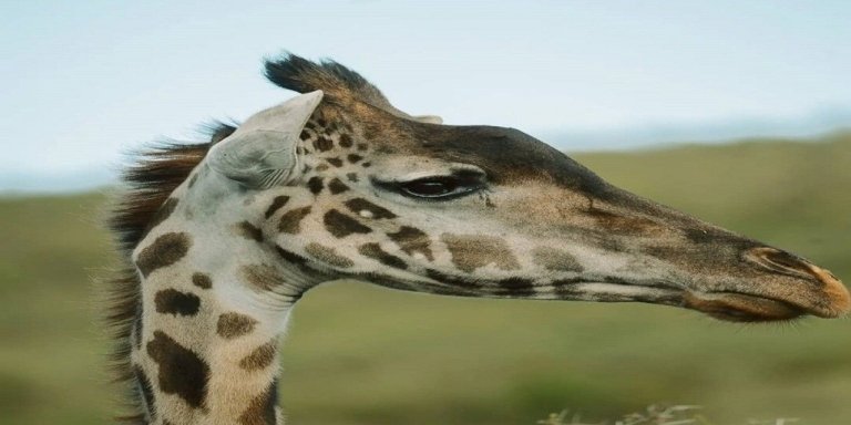 Ultimate Wildlife Adventure  Tarangire & Ngorongoro Crater Safari