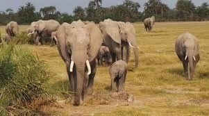 Amboseli National Park – 3 Days Kenya Safari Package