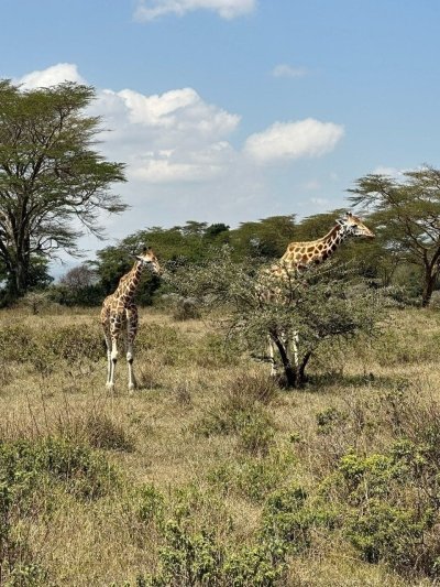 11-Day Serengeti, Maasai Mara, Tarangire, Amboseli Park