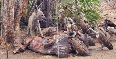 Mikumi National Park Safari Adventure