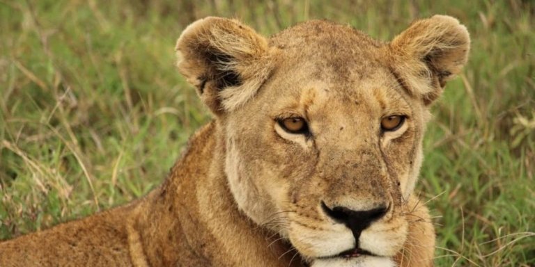 Mikumi National Park Safari Adventure