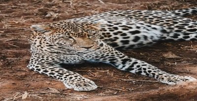 Best Saadani National Park Safari – Where Beach Meets Wilderness