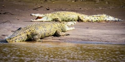 Best Saadani National Park Safari – Where Beach Meets Wilderness