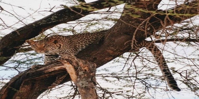 Ultimate Adventure: Serengeti & Ngorongoro Crater Exploration