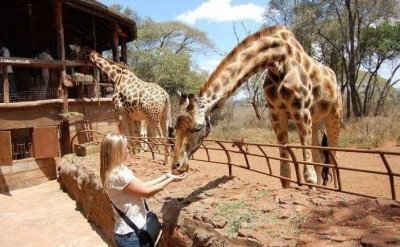 Karen Blixen and the Giraffe Centre – Half-Day Tour