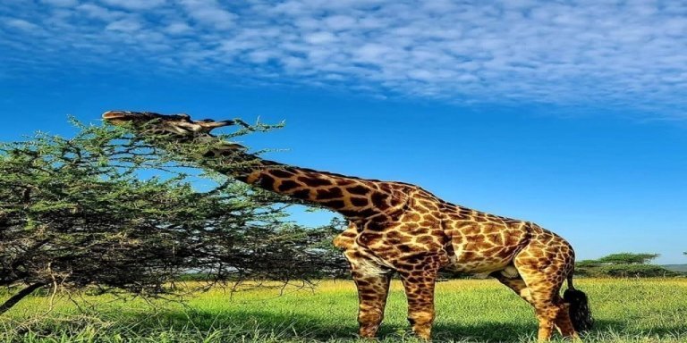 Wildlife & Culture: Tarangire, Ngorongoro & Maasai Safari