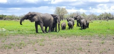 Wildlife & Culture: Tarangire, Ngorongoro & Maasai Safari