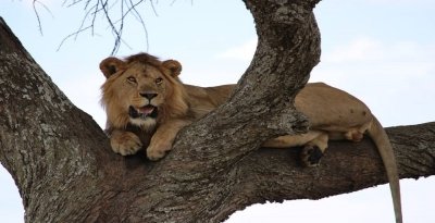 Wild Wonders of Tanzania: Arusha, Lake Manyara & Ngorongoro