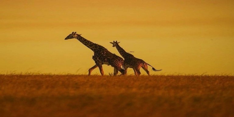 Wild Wonders of Tanzania: Arusha, Lake Manyara & Ngorongoro