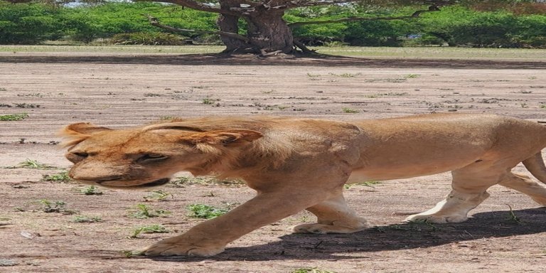 Mikumi Safari Escape: A 3-Day Adventure in Tanzania's Heart