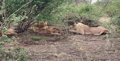 Mikumi Safari Escape: A 3-Day Adventure in Tanzania's Heart