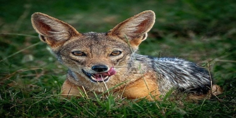 Chasing the Great Migration: Tarangire, Ndutu & Ngorongoro Safari