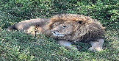 Chasing the Great Migration: Tarangire, Ndutu & Ngorongoro Safari