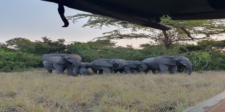 Epic Safari Adventure: Arusha, Manyara, Tarangire & Ngorongoro