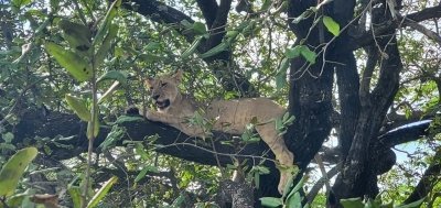 Epic Safari Adventure: Arusha, Manyara, Tarangire & Ngorongoro