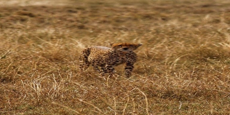 Classic Safari Adventure: Manyara, Serengeti & Ngorongoro
