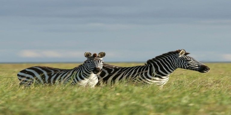 Ultimate Wildlife Safari: Tarangire, Serengeti & Ngorongoro