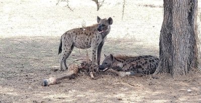 Ultimate Wildlife Safari: Tarangire, Serengeti & Ngorongoro