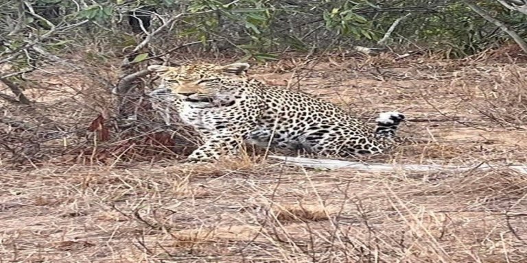 Ultimate Wildlife : Lake Manyara, Ngorongoro & Tarangire