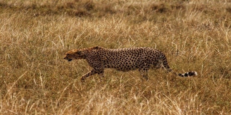 Unforgettable 4-Day Safari: Serengeti & Ngorongoro Expedition