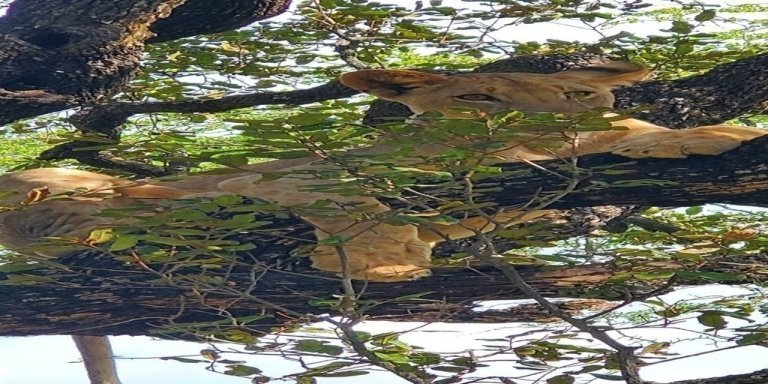 Ultimate Safari: Arusha, Lake Manyara, Serengeti & Ngorongoro