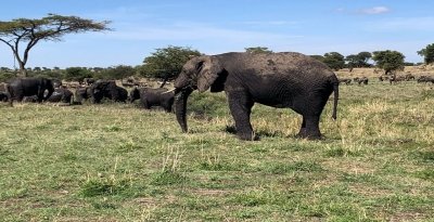 Ultimate Safari: Arusha, Lake Manyara, Serengeti & Ngorongoro