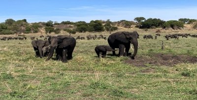 Group Safari to Manyara, Serengeti & Ngorongoro Crater