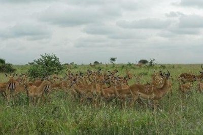 Nairobi National Park – Half-Day Private Tour Nairobi National Park – Half-Day Private Tour