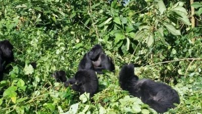 2 Days gorillas trekking in Bwindi from Kigali from Kigali/Rwanda