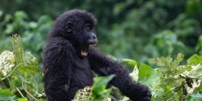 2 Days gorillas trekking in Bwindi from Kigali from Kigali/Rwanda