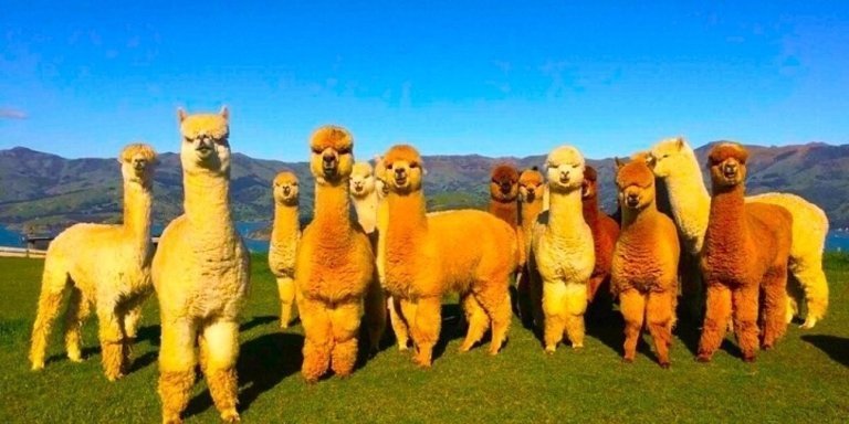 Full Day Shamakhi Alpaca & Wine Tour