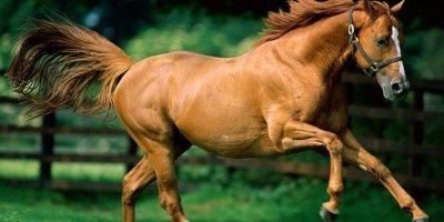 Shows & Entertainment