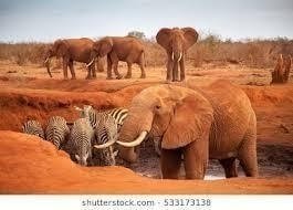 Tsavo East National Park Safari from Mombasa