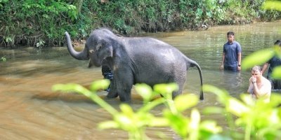 Combo Elephant Sanctuary & Fireflies , Blue Tear Tour (SIC)