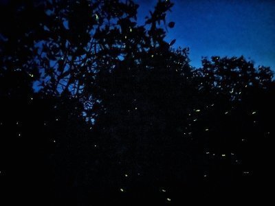 Combo Elephant Sanctuary & Fireflies , Blue Tear Tour (SIC)