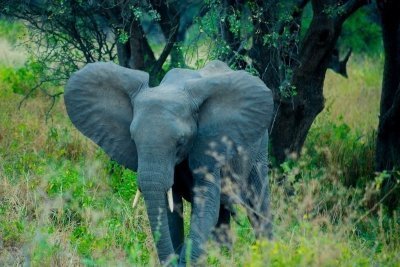 Best 5 days to Tarangire, Serengeti, Ngorongoro & Lake Manyara