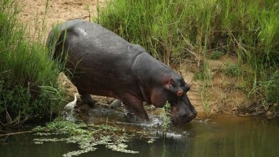 3-Day Amboseli Safari: Explore Kenya's Elephant Haven