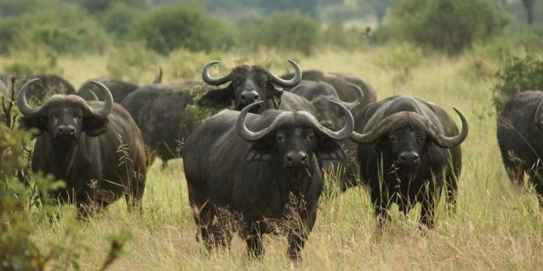 3-Day Amboseli Safari: Explore Kenya's Elephant Haven